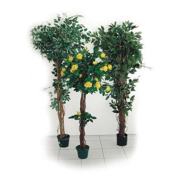 Plante rosier H 1500 mm